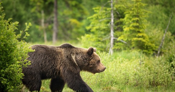 W ostatnich dniach w sieci pojawia się coraz więcej filmików i relacji ukazujących "spotkania" turystów z niedźwiedziami w Tatrach. Doniesienia mówią nawet o tym, że niedźwiedź gonił jedną z osób. Pracownicy Tatrzańskiego Parku Narodowego kategorycznie przestrzegają przed konkretnym zachowaniem, na które często decydują się sparaliżowani strachem turyści. 