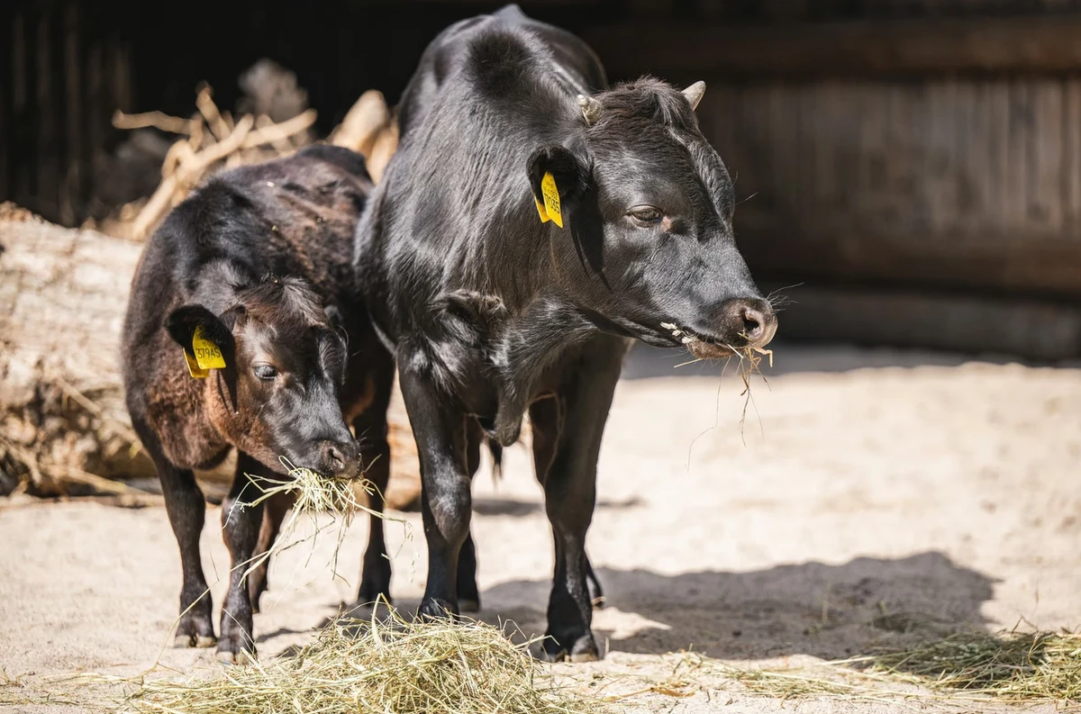 Krówka Malina i byczek Fernando zamieszkali w Dziecińcu wrocławskiego zoo. To przedstawiciele rasy dahomey, najmniejszej rasy bydła na świecie. 