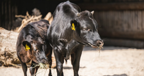 Krówka Malina i byczek Fernando zamieszkali w Dziecińcu wrocławskiego zoo. To przedstawiciele rasy dahomey, najmniejszej rasy bydła na świecie. 
