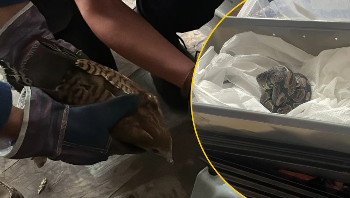 Pyton królewski, dwa boa dusiciele oraz jeden pyton tygrysi zamknięte w walizkach. Dodatkowo, 3 ptaki drapieżne, 5 królików i pyton siatkowy - to zwierzęta nad którymi znęcał się 35-letni mieszkaniec Gdańska. Wszystkie trafiły pod właściwą opiekę. 