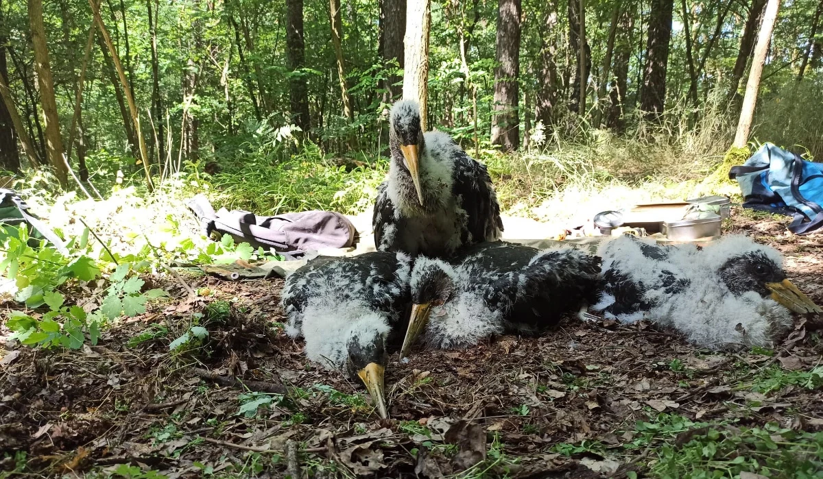 Ogłoszono sukces. Aż 17 piskląt czarnego bociana udało się zaobrączkować w turkowskich lasach. Jak wygląda w praktyce obrączkowanie? Wszystko zaczyna się od wspinaczki drzewołaza w koronę drzewa - wyjaśniają leśnicy.