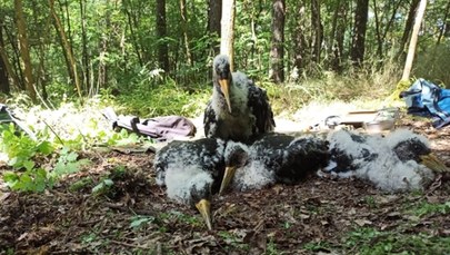 17 piskląt czarnego bociana zaobrączkowanych. Duży sukces ornitologów