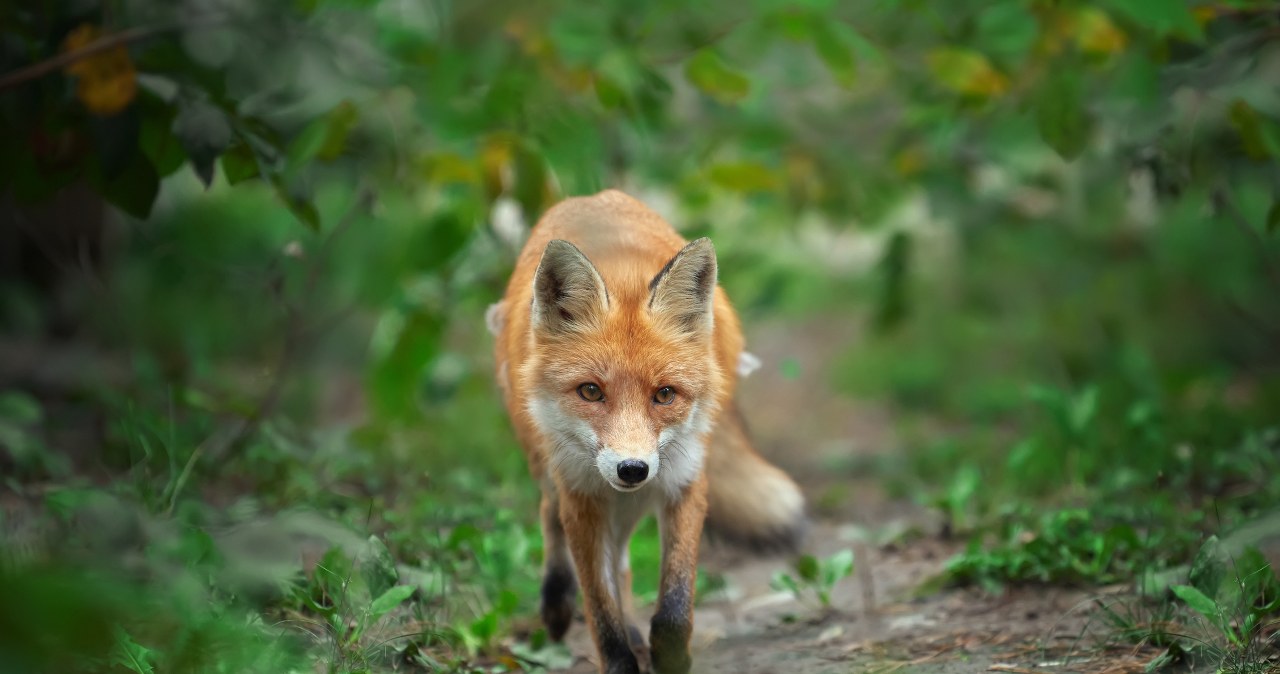 Lis w Australii to gatunek inwazyjny. Zniszczył cały kontynent