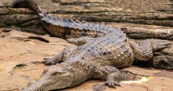 Tragedia w Australii. Odnaleziono zwłoki 12-latki, którą dwa dni wcześniej porwał krokodyl.