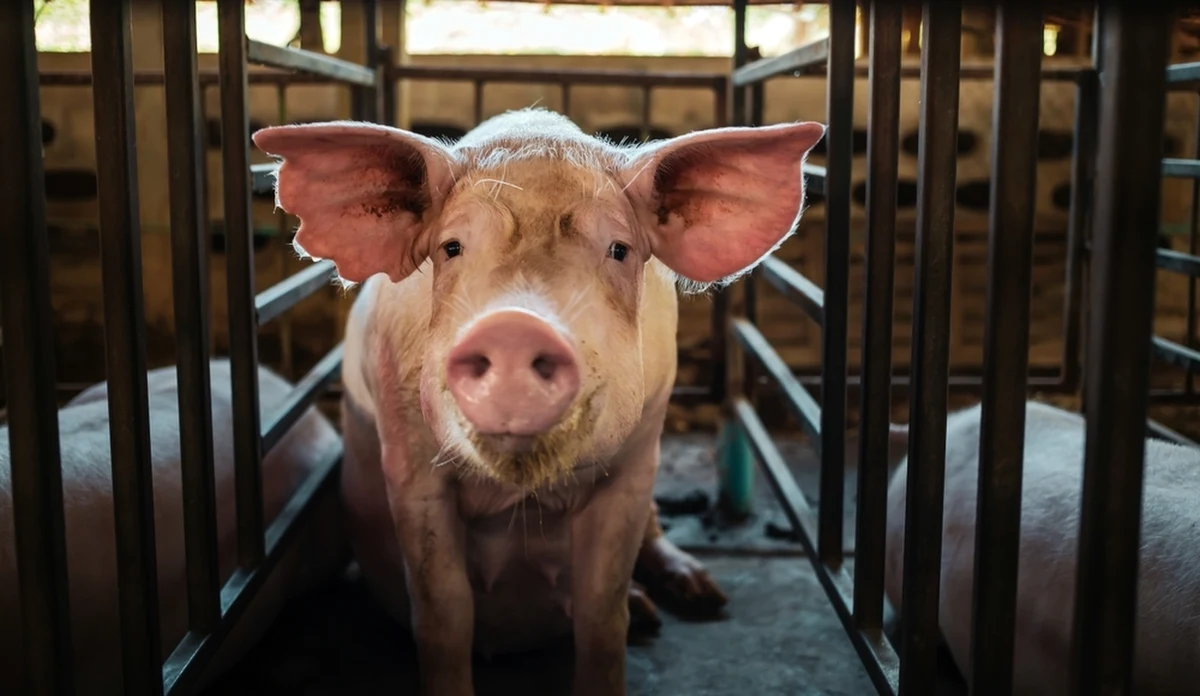 Trwa likwidacja ogniska afrykańskiego pomoru świń w jednym z gospodarstw w miejscowości Ujazd (pow. gnieźnieński, woj. wielkopolskie). Zagrożonych wybiciem jest łącznie około 1,8 tys. świń - informuje Powiatowy Lekarz Weterynarii w Gnieźnie. 