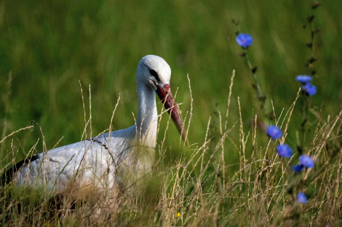 Ile bocianów jest w Polsce? Dokładną odpowiedź na to pytanie poznamy za kilka tygodni. Wtedy, po raz ósmy w historii, zakończy się liczenie tych pięknych ptaków. Czy bociany wiążą się na całe życie? Czy wracają co roku do tych samych gniazd i ile w ogóle waży ich dom zbudowany z patyków? Zapytaliśmy o to doktora Andrzeja Kruszewicza - ornitologa i dyrektora warszawskiego zoo.   