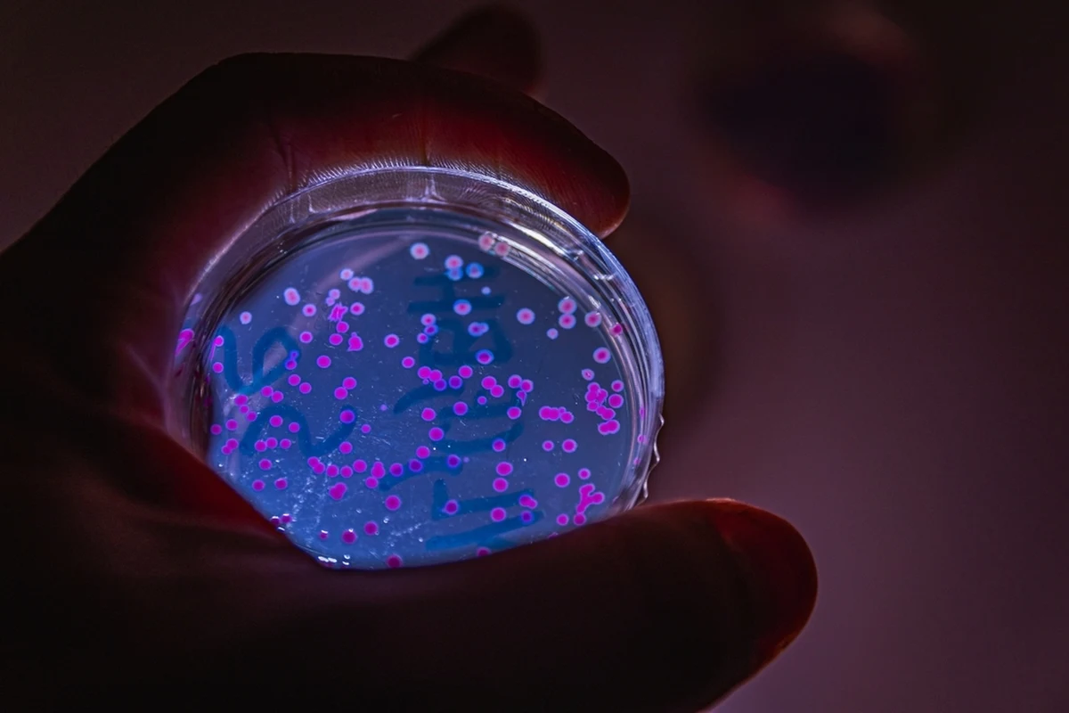 Woda w niektórych miejscowościach gminy Krośnice nie nadaje się do spożycia - poinformował Powiatowy Inspektor Sanitarny w Miliczu. W próbkach stwierdzono obecność bakterii coli.