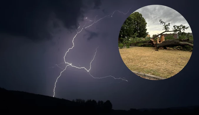 Burze zbierają żniwo. Wiatr powalił 150-letni dąb