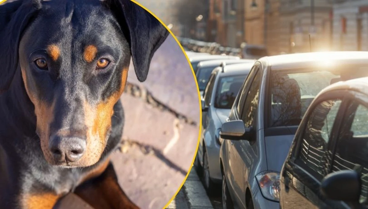 Zmarł doberman pozostawiony przez pół dnia w rozgrzanym samochodzie. Wszczęto śledztwo ws. znęcania się nad zwierzętami – poinformowała oficer prasowa policji w Kaliszu, podkom. Anna Jaworska-Wojnicz.