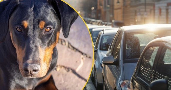 Zmarł doberman pozostawiony przez pół dnia w rozgrzanym samochodzie. Wszczęto śledztwo ws. znęcania się nad zwierzętami – poinformowała oficer prasowa policji w Kaliszu, podkom. Anna Jaworska-Wojnicz.