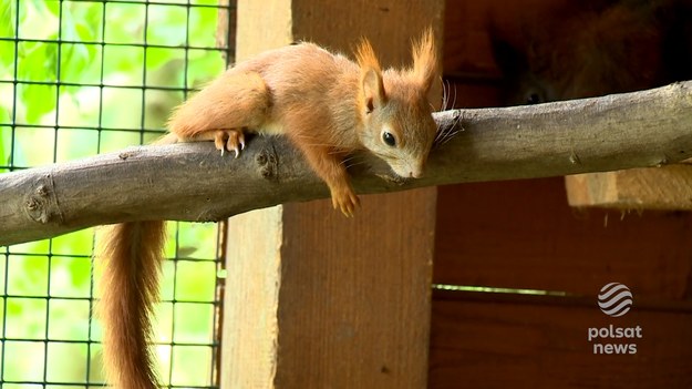 Do azylu dla dzikich zwierząt Leśne Przytulisko w ciągu dwóch tygodni trafiło 30 małych wiewiórek, to 1/3 tego co przez cały rok. Zmiany klimatu już wpłynęły na cykl życia wielu zwierząt, które bez pomocy człowieka skazane byłyby na śmierć. Jak pomagać takich malcom, aby nie zaszkodzić - wyjaśni Adrianna Borowicz.