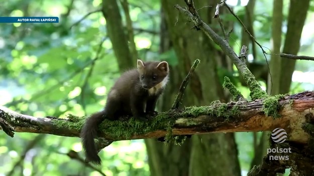 Wakacyjny odpoczynek sprzyja odprężeniu i przede wszystkim kontaktom z przyrodą. Spacery w lesie, górskie wędrówki, biwakowanie, wędkowanie. Nocowanie pod namiotem i otwartym niebem. Lato to pora roku którą lubimy najbardziej. Weterynarze jednak przypominają -  to również czas kiedy wzrasta liczba pogryzień przed zwierzęta. I te domowe i te leśne. O urlopie z dystansem do natury opowie Marcin Szumowski.