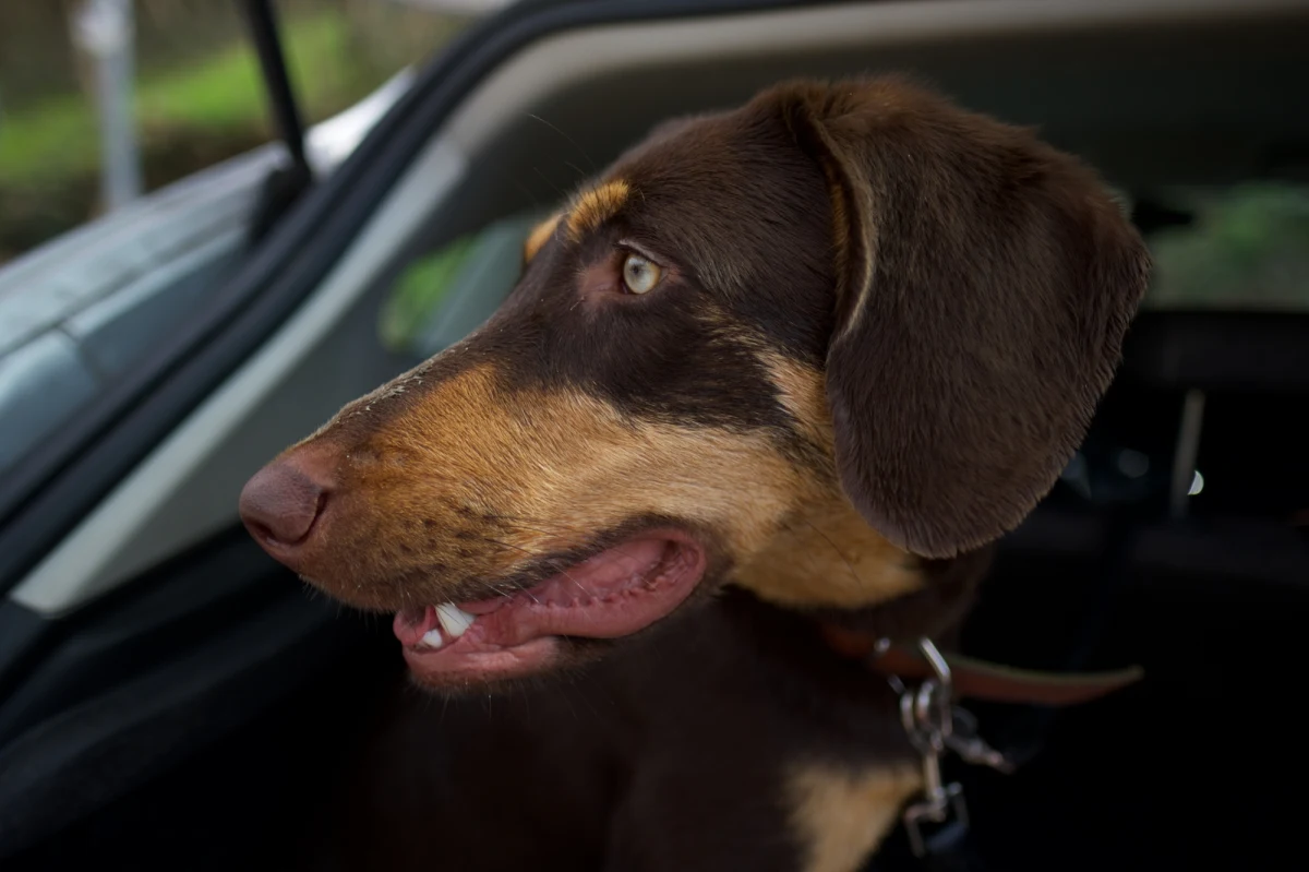 26-letni mieszkaniec Kalisza usłyszał zarzut znęcania się nad psem. Zostawił zwierzę w rozgrzanym samochodzie, pies nie przeżył.