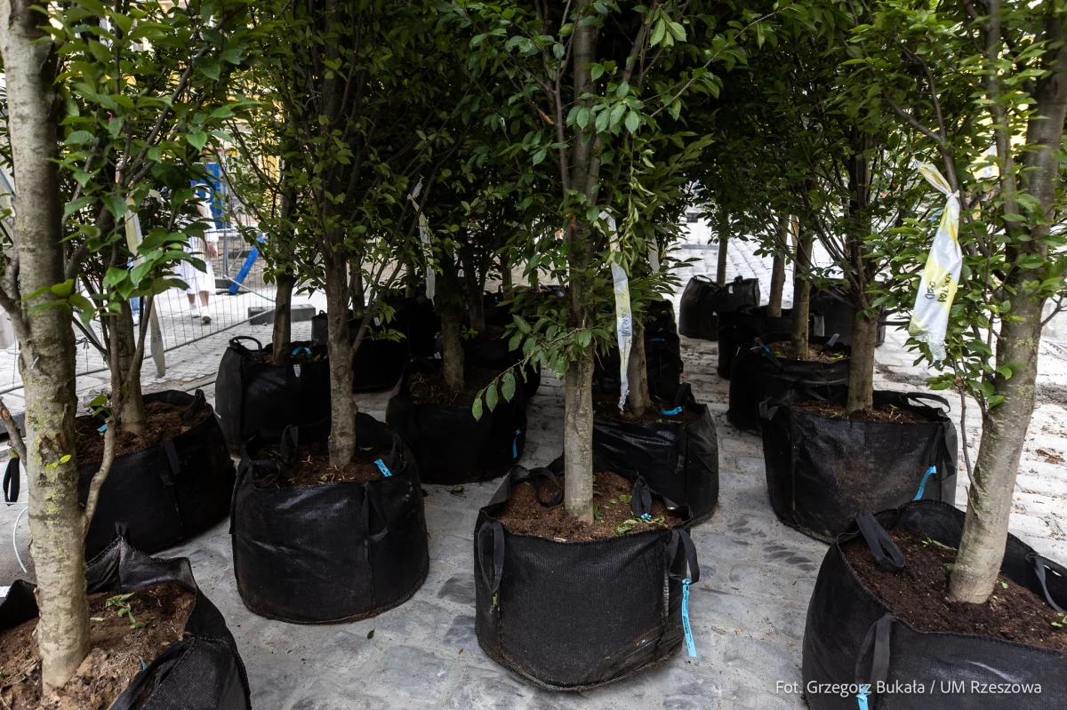 Jeden z głównych rzeszowskich deptaków – znajdująca się na miejskiej starówce ul. Grunwaldzka, wkrótce stanie się zielona. We wtorek (9.07) rozpoczyna się na niej nasadzanie drzew. To jeden z ostatnich etapów dobiegającej końca przebudowy tej ulicy.
