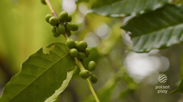 Jak wyglądają miejsca, gdzie rosną krzewy kawy? Czym różnią się owocostany robusty i kopi luwak? Jak wygląda proces produkcji najdroższej kawy na świecie?