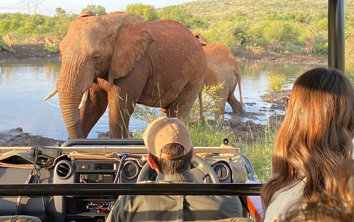 Tragedia w w Parku Narodowym Pilanesberg, 200 kilometrów na północny zachód od Johannesburga. 43-letni hiszpański turysta zginął stratowany przez słonia - poinformowała policja RPA.