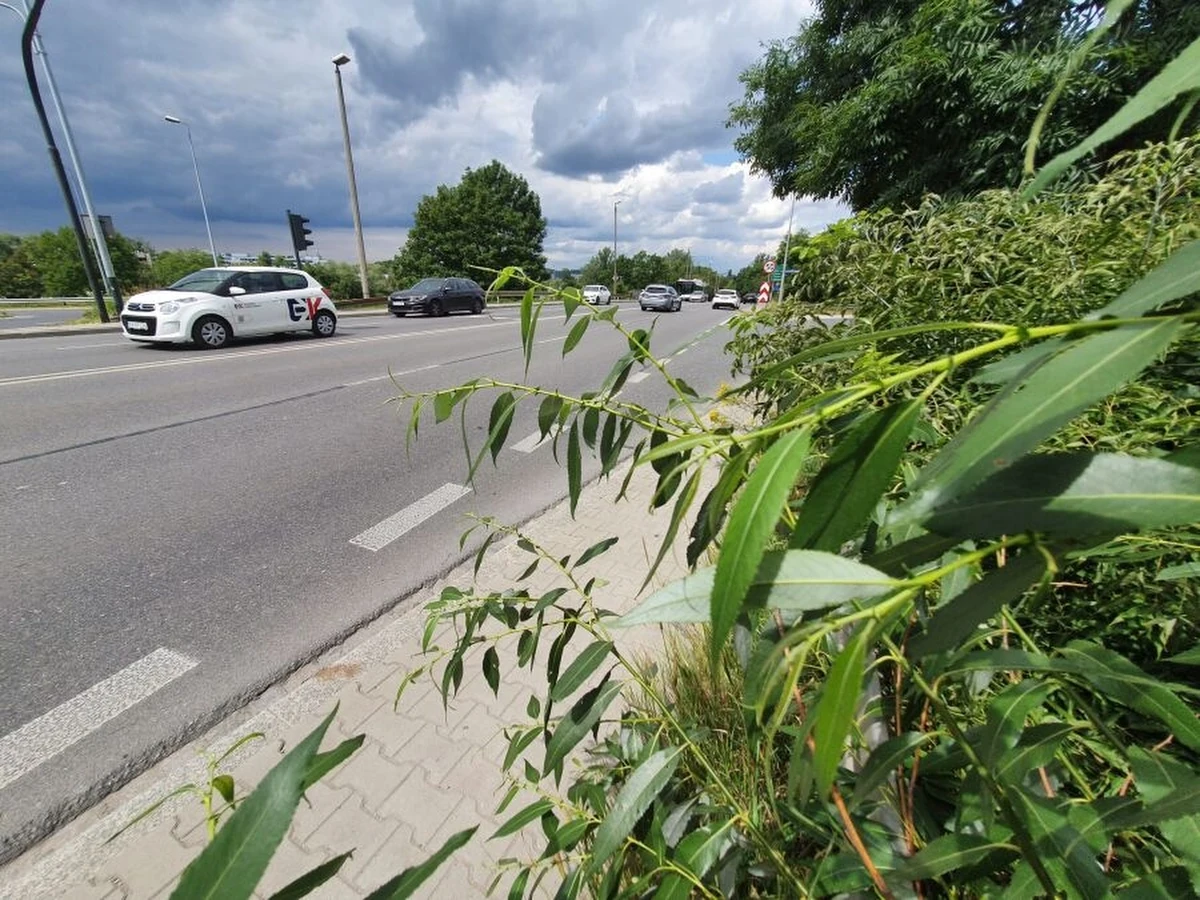 15 lipca (poniedziałek) rozpoczną się prace naprawcze na wiadukcie w ciągu ul. Henryka Kamieńskiego nad ul. Powstańców Śląskich. Jak informuje Zarząd Dróg Miasta Krakowa, pojawią się zmiany w organizacji ruchu, ale przejezdność w obu kierunkach będzie zachowana.