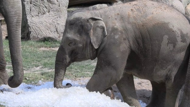 Gdy temperatura w Czechach przekracza 30 °C, pracownicy zoo w Pradze dostarczają na wybiegi dla zwierząt do około 10 ton lodu. Niedźwiedzie polarne, słonie, żubry, takiny, wydry, a także papugi kea mają okazję ochłodzić się w stertach lodowych kryształków. Opiekunowie czasami umieszczają żywność na stosach lodu, aby zachęcić zwierzęta. 

