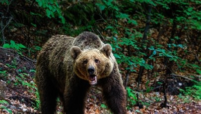 Niedźwiedź zabił 19-latkę w Rumunii. Będzie nadzwyczajna sesja parlamentu