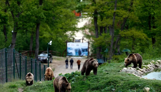 Niedźwiedzie paraliżują kraj. "Sytuacja wymknęła się spod kontroli"
