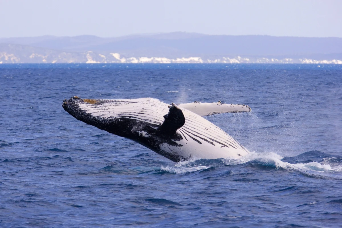 ​Ekipa kanadyjskich ratowników uwolniła z lin rybackich i sieci młodą samicę wieloryba, próbowano jej pomóc od ponad dwóch tygodni - podały w środę kanadyjskie media.