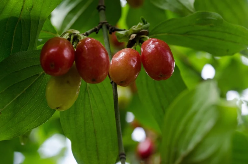 Jak smakuje dereń jadalny? Cierpkość wynika z obecności zdrowego składnika