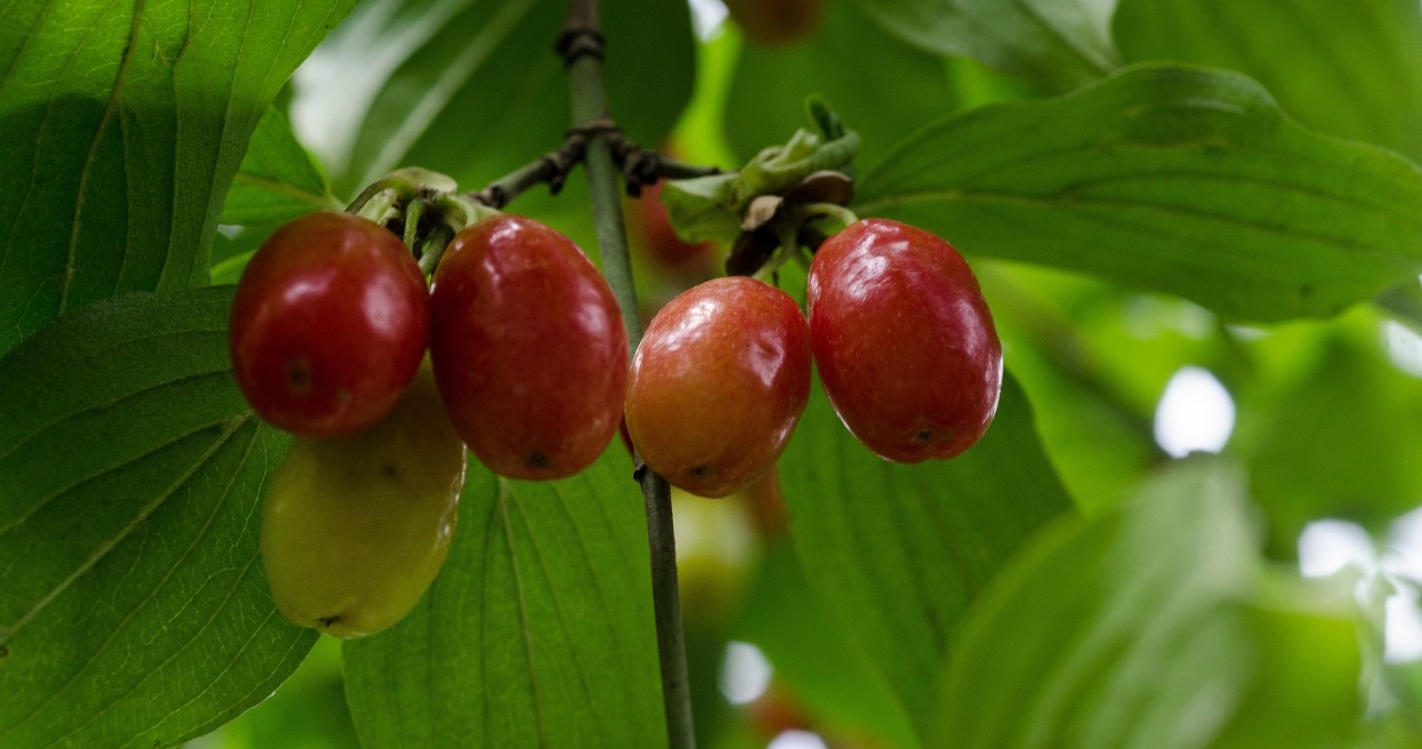 Jak smakuje dereń jadalny? Cierpkość wynika z obecności zdrowego składnika