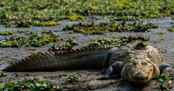 Co najmniej 200 krokodyli pojawiło się w ostatnim czasie na terenach miejskich na północy Meksyku. Jest to spowodowane ulewnymi deszczami związanymi z huraganem Beryl i burzą tropikalną Alberto. 