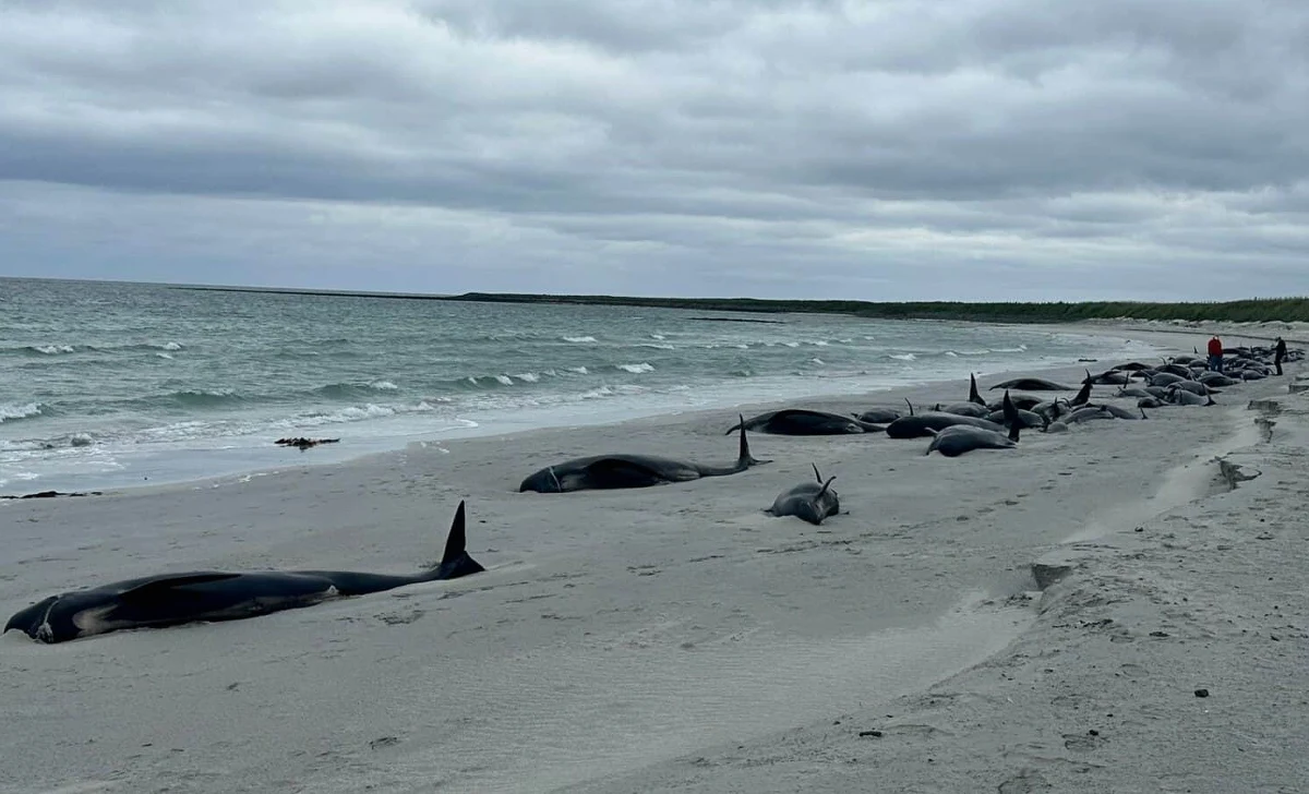 Stado 77 grindwali zginęło po wyrzuceniu na brzeg jednej z wysp szkockiego archipelagu Orkadów. To jeden z największych takich wypadków w Szkocji od dziesięcioleci.