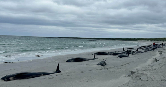 Stado 77 grindwali zginęło po wyrzuceniu na brzeg jednej z wysp szkockiego archipelagu Orkadów. To jeden z największych takich wypadków w Szkocji od dziesięcioleci.