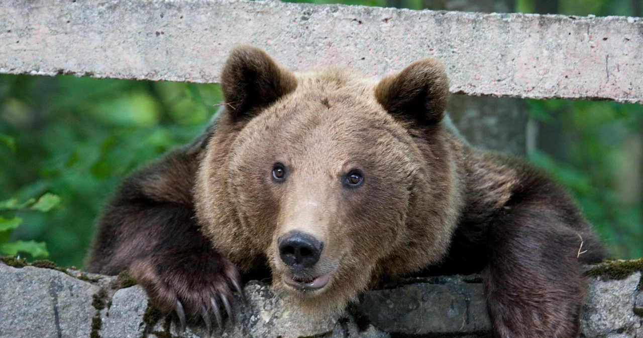 România a luat o decizie radicală în privința urșilor.  Va avea loc o împușcătură în masă