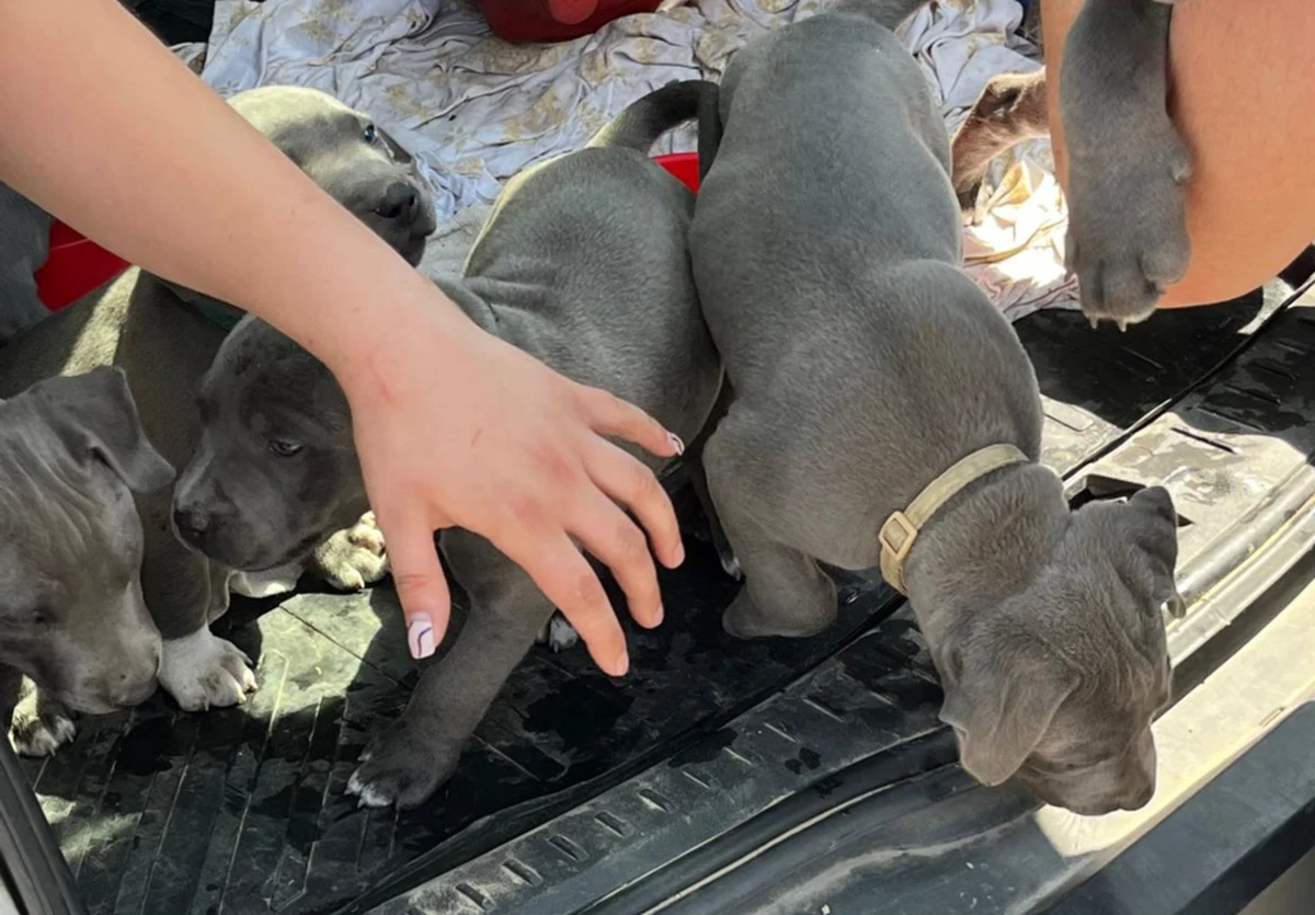 Policjanci z Namysłowa (woj. opolskie) dostali zgłoszenie, z którego wynikało, że w jednym z rozgrzanych samochodów stojących na parkingu przed galerią handlową, znajdują się szczeniaki. Tego dnia temperatura sięgała nawet 40 stopni. Funkcjonariusze po przybyciu na miejsce, od razu uwolnili pieski z pojazdu i dali im wody. 