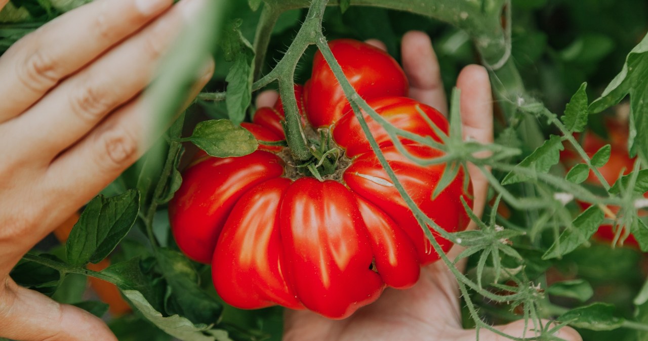 Babcia wiedziała, co robi. Ten płyn sprawia, iż pomidory są duże i słodkie