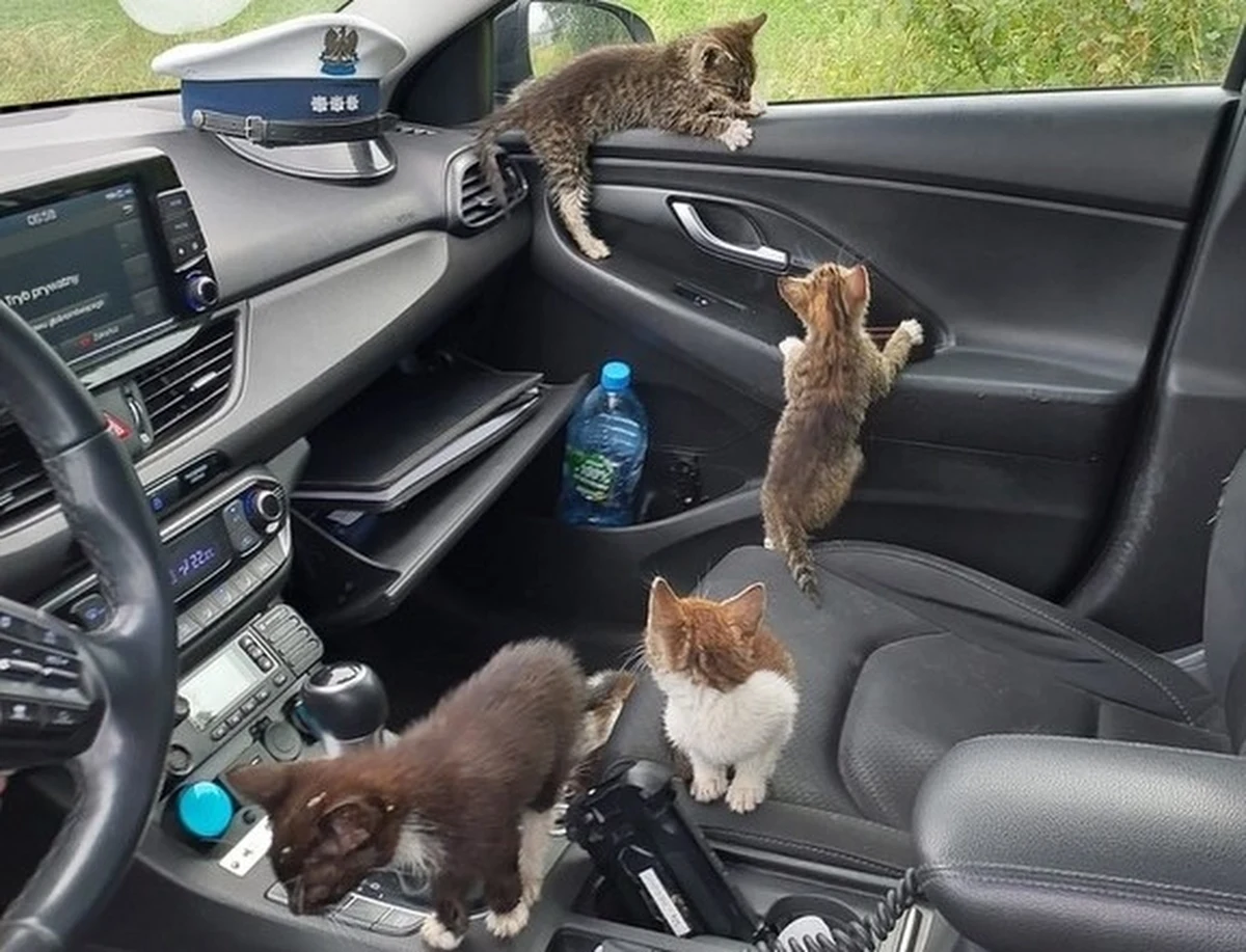 Policjanci z komendy w Nakle (woj. kujawsko-pomorskie) uratowali 8 małych kotków. Maluchy błąkały się po trasie Nakło-Kcynia. 