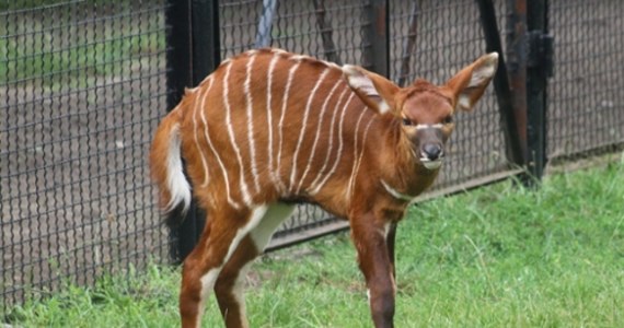 W warszawskim zoo przyszła na świat antylopa bongo. Ma na imię Porzeczka. Zwierzę ma już za sobą pierwszy spacer. 