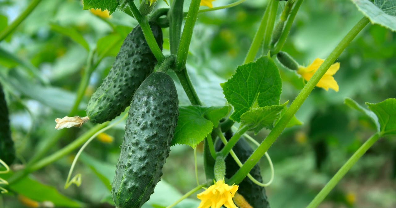 Doświadczeni ogrodnicy robią to z ogórkami. Ich plony można podziwiać