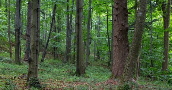 W leśnictwach Mendryny, Graszk i Gaj (woj. warmińsko-mazurskie) wprowadzono zakaz wstępu do lasu. Ma ona obowiązywać do końca lipca - podało Nadleśnictwo Olsztyn. Powód? Zniszczenia po ostatniej nawałnicy.  