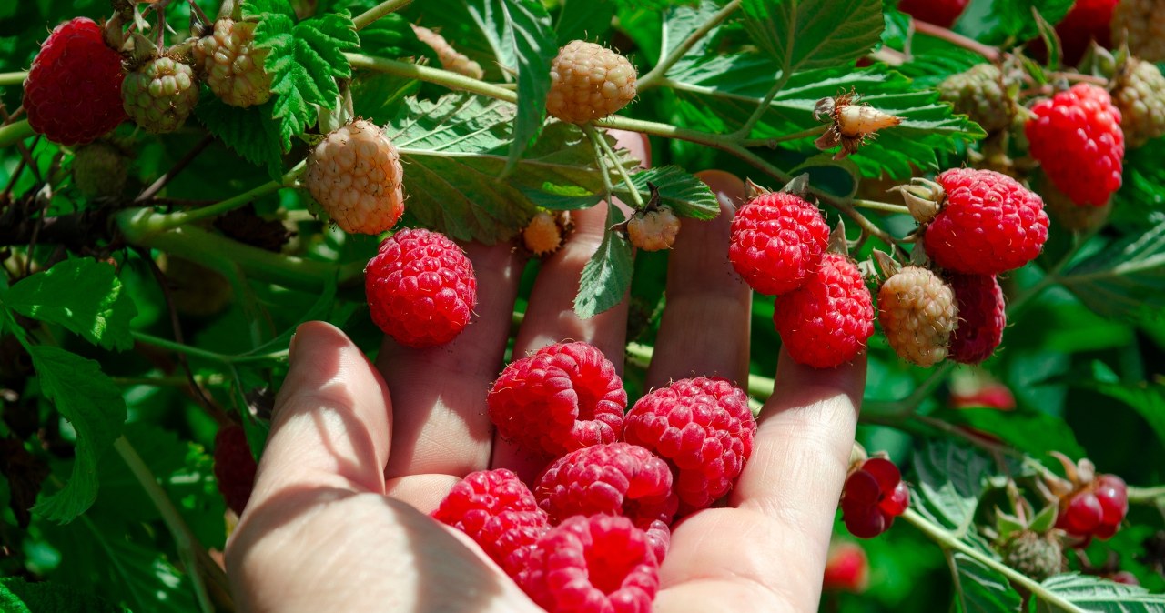 Podlej tym maliny w lipcu. Owoce będą większe, słodsze i bardziej soczyste