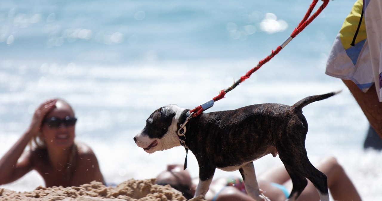 Oburzenie plakatem o psach na plaży. "Pies nie brudzi tak jak człowiek"