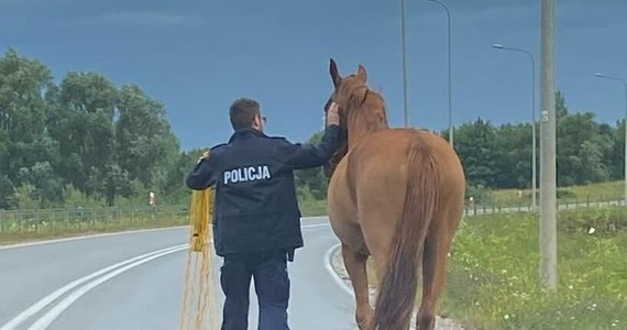 Znaleziony na S7 w Chęcinach koń uciekł z podkieleckiej stajni. Zwierzę oddaliło się, spłoszone dźwiękami intensywnej burzy i gradu. Policjantom udało się je jednak szybko namierzyć i ująć. Zwierzę stało na jezdni, co mogło doprowadzić do niebezpiecznego zdarzenia.