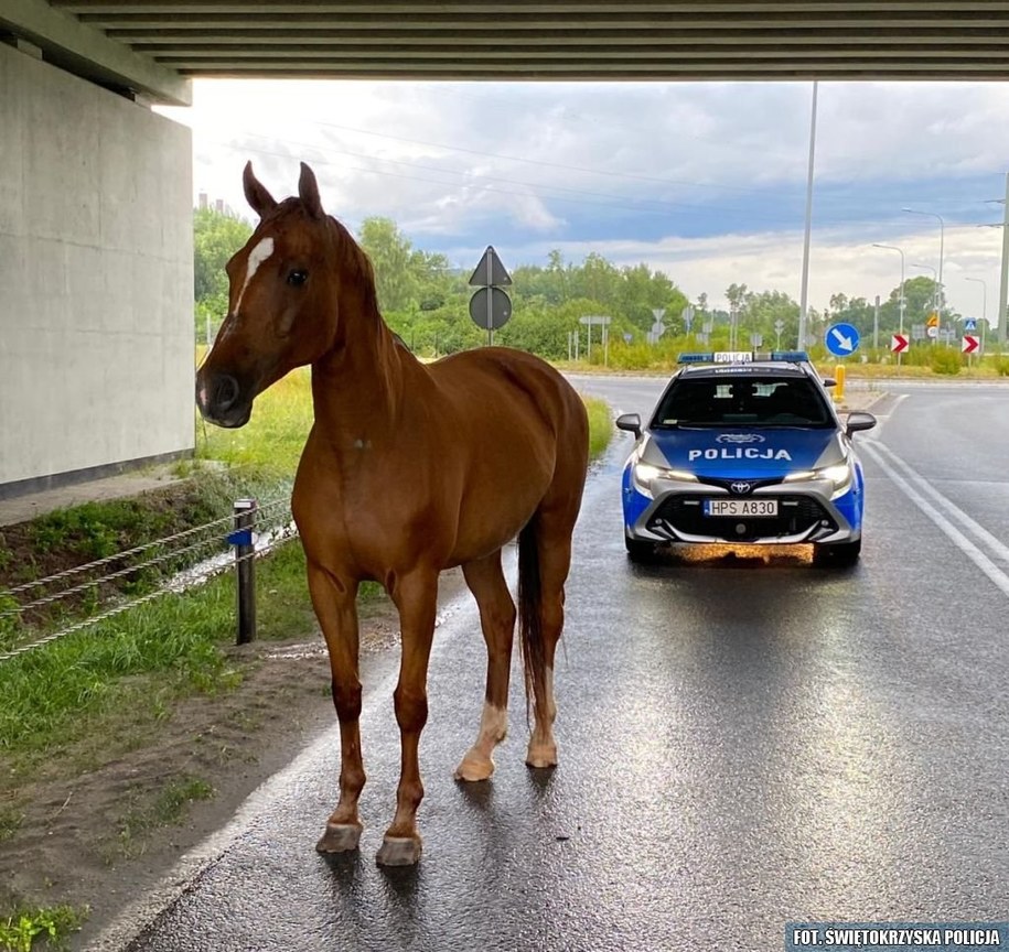 /Świętokrzyska policja /Policja