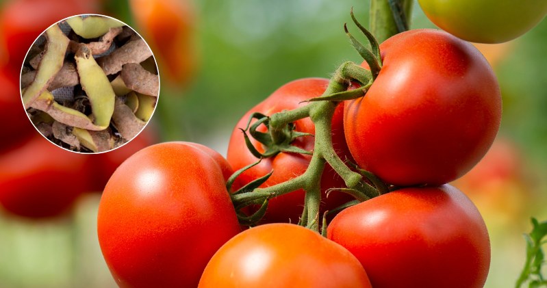  Podlewaj tym pomidory co kilka dni. Krzaczki ugną się od owoców