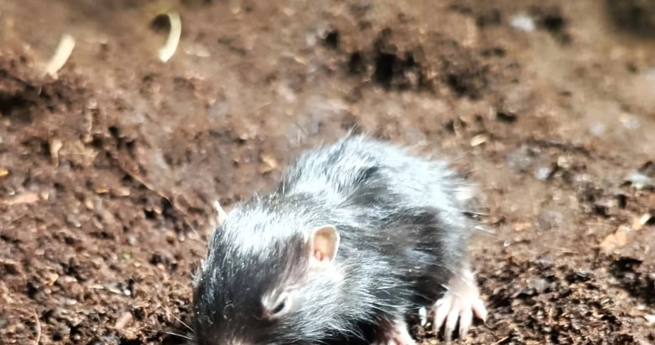  Tajemnicze narodziny w polskim zoo. Sprawa wyszła na jaw po tygodniach