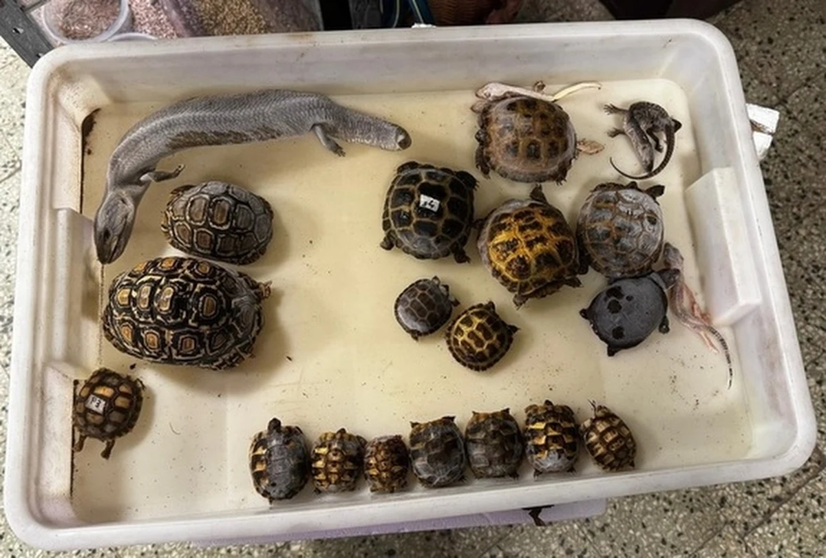 Truchła martwych zwierząt egzotycznych: żółwi, gekonów i jaszczurki znaleźli policjanci na zapleczu sklepu zoologicznego w Nowej Hucie. Sprzedawca oferował zwierzęta, których pochodzenie budziło wątpliwość biegłego i przedstawił dokumenty, które mogą być podrobione. Funkcjonariusze podczas kontroli sklepu ujawnili proceder handlu okazami objętymi ochroną.