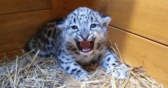 Warszawski ogród zoologiczny świętuje przyjście na świat nowego podopiecznego. To samiec irbisa śnieżnego – bardzo rzadkiego gatunku kota drapieżnego z Azji. W ogrodach zoologicznych na całym świecie żyje ich około 400.