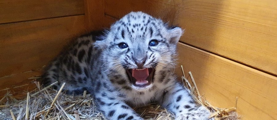 Warszawski ogród zoologiczny świętuje przyjście na świat nowego podopiecznego. To samiec irbisa śnieżnego – bardzo rzadkiego gatunku kota drapieżnego z Azji. W ogrodach zoologicznych na całym świecie żyje ich około 400.