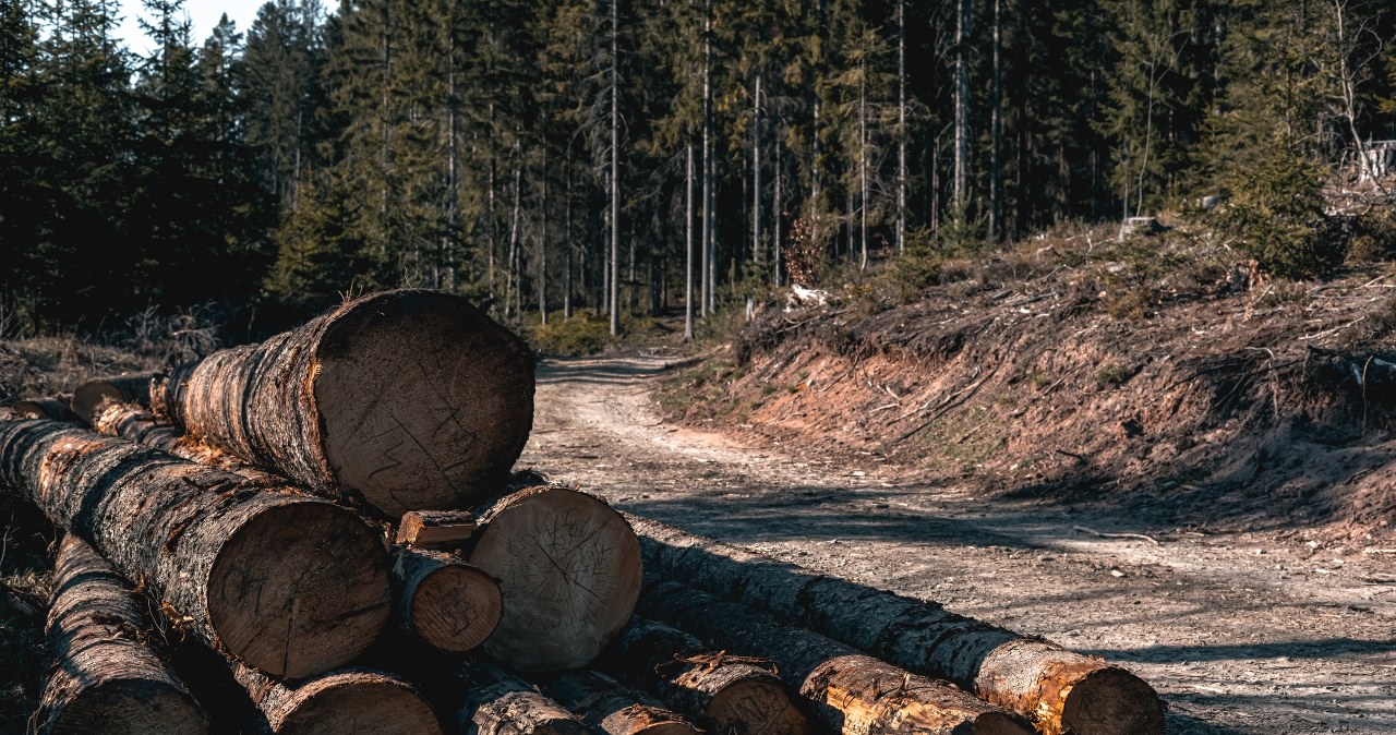 Wycięcie drzewa będzie łatwiejsze. Przyrodnicy ostrzegają: wolna amerykanka