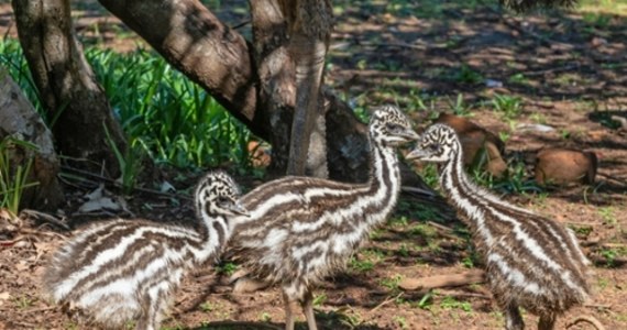 Poznańskie zoo będzie miało nowych lokatorów. Dziś trzy małe emu wyruszyły w podróż ze Szczecina do stolicy Wielkopolski. Za miesiąc zwierzęta będzie można już oglądać na wybiegu ogrodu zoologicznego w Poznaniu. 