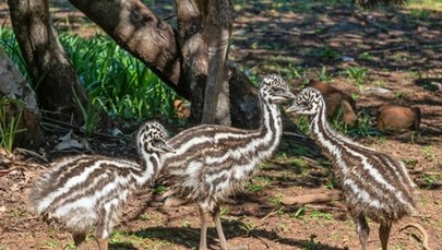 Trzy małe emu zamieszkają w poznańskim zoo