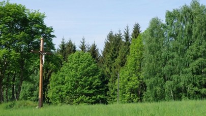 Zginęli za ukrywanie Żydów. Szczątki rodziny Pochwatków odnalezione?